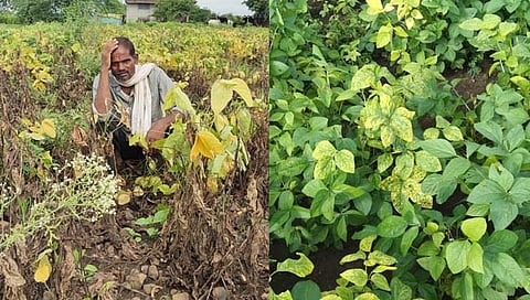 बीड : सोयाबीन धोक्यात, शेतकऱ्यांसमोर नवं विघ्न, पिकांची पाने करपू लागली