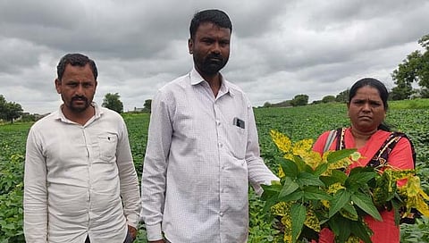 बीड : बोरगाव शिवारातील सोयाबीन पिकाला ‘यलो मोजक डिसीज’चा विळखा