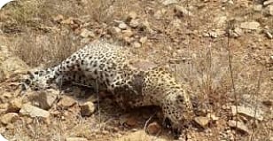 दिंडोरी : ननाशी येथे आढळून आलेला मृत बिबटया. (छाया -समाधान पाटील)