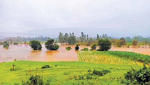 वारणावती : चांदोली परिसरात सुरू असणारा पाऊस आणि धरणातून सोडण्यात येणारा विसर्ग यामुळे वारणा नदी पात्राबाहेर गेली आहे. नदीकाठची शेकडो एकर शेती अशी पाण्याखाली गेली आहे. (छाया : आष्पाक आत्तार, वारणावती)