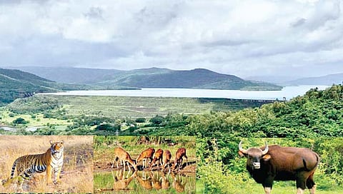 चांदोली : निसर्गाचा अद्भूत, अनोखा कलाविष्कार…