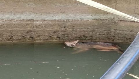 सांगली : करंजे येथे विहिरीत पडलेल्या कोल्ह्याला बाहेर काढण्यात यश