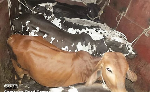 कोपरगाव : पिकअपसह आठ जनावरे ताब्यात