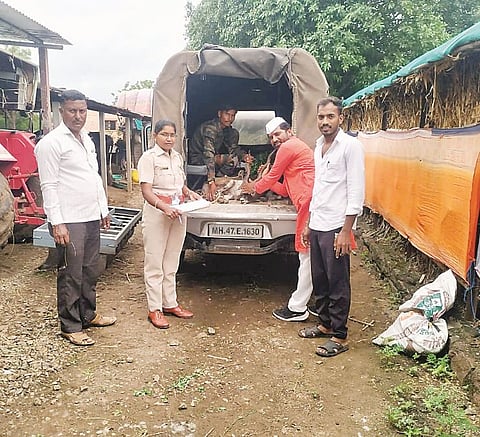 राशीन : जखमी काळवीटास दिले जीवदान