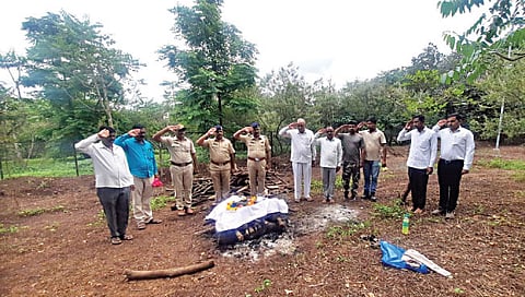 पिंपळगाव बसवंत : जोपुळ येथील मृत कृष्णा नावाच्या मोराचे शासकीय इतमामात अंत्यसंस्काराप्रसंगी सलामी देताना वनविभागाचे अधिकारी-कर्मचारी. (छाया : हेमंत थेटे)