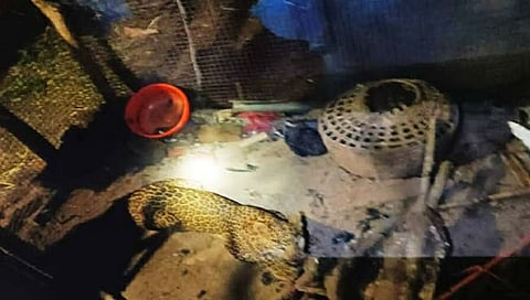 बिबट्या