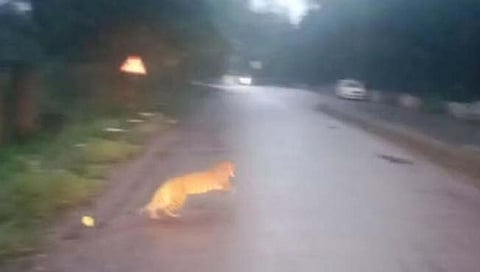 बिबट्या