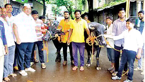 कागल : ‘गोकुळ’ दूध संघाने म्हशी खरेदी करण्याबाबत केलेल्या आवाहनानुसार आ. हसन मुश्रीफ यांनी दोन म्हशी खरेदी केल्या व गैबी चौकात त्यांचे स्वागत केले.