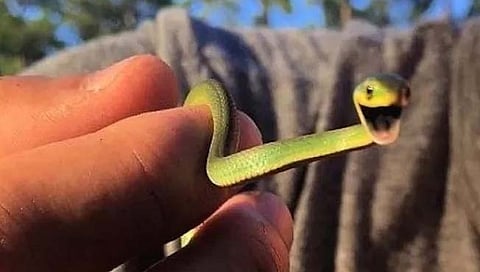 सर्पमैत्रिण