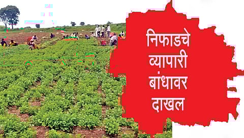 कोथिंबिरीने केले शेतकर्याला लखपती