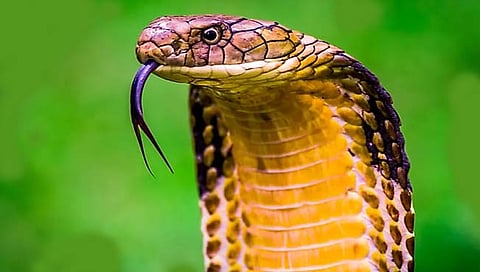 जगभरातील जहाल विषारी साप.. (पहा फाेटाे)