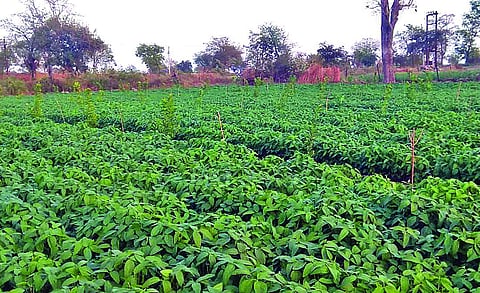 बावडा परिसरात सोयाबीनचे पीक जोमात