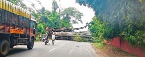 सणसरला वडाचे झाड पडले, बारामती – इंदापूर रस्त्यावरील वाहतूक ठप्प