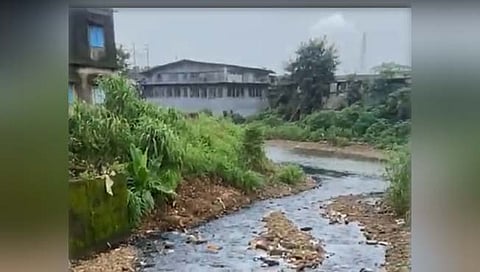 वसई : रासायनिक मिश्रित सांडपाणी सोडल्याने नाल्यातील मासे मृत