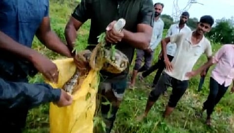 Nashik : अबब… बाजरीच्या शेतात आढळला दहा फुटी अजगर, पकडताना फुटला घाम