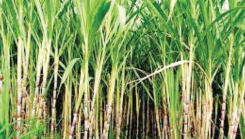 कडेगाव : पावसामुळे गाळप हंगाम लांबणार