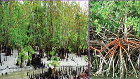 पालघर : वैतरणा खाडीतील नऊ प्रकारच्या कांदळवनाच्या प्रजाती