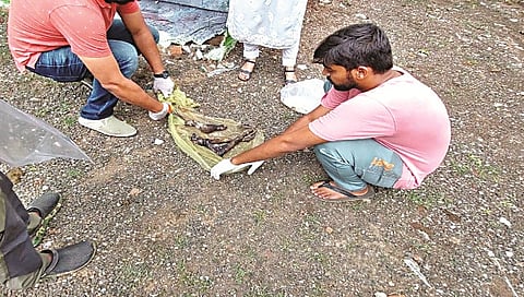 नाशिक : बिबट्यापाठोपाठ गिधाडाचे अवयव हस्तगत; इगतपुरी वनपथकाची चिंचुतारा जंगलात कारवाई