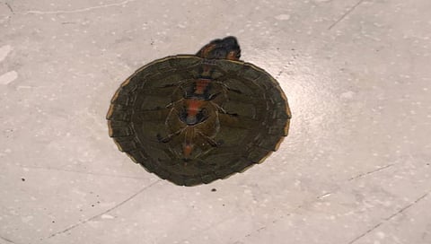 नाशिकमध्ये वनविभागाचा पेटशॉपवर छापा ; दुर्मीळ कासव हस्तगत