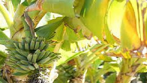 केळीवर सीएमव्हीचा प्रादुर्भाव,www.pudhari.news