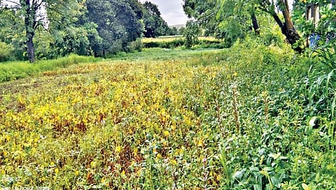 सातारा : परतीच्या पावसाने खरीप वाया जाण्याची भीती