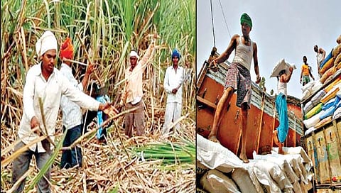 कोल्हापूर : गाळप हंगाम ‘लम्पी’मुळे लांबणार?… जनावरांच्या वाहतुकीवर बंदीचा परिणाम