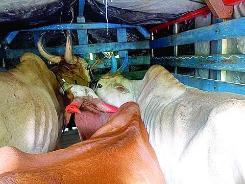 गोवंश www.pudhari.news