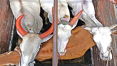 नाशिक : गोरक्षकांच्या मदतीने चार गोवंशांची वाहतूक पोलिसांनी रोखली