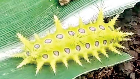 सातारा : शेतकर्यांसमोर घोणस अळीचे संकट