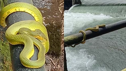 राधानगरी धरणाजवळ आढळला दुर्मिळ 'चापडा' जातीचा साप