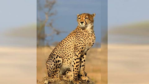 लातूर : चित्त्यांचे आगमन; हरवलेले गतवैभव मिळवून देण्याची संधी