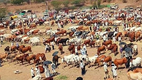 बीड : जनावरांचे बाजार सुरू करण्याचे आदेश; दैनिक पुढारीने वेधले होते लक्ष