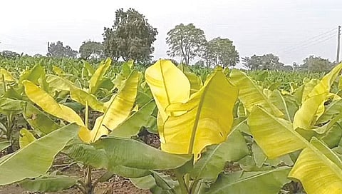 जळगावातील शेतकरी दुहेरी संकटात ; जनावरांवर ‘लम्पी’ तर केळीपिकावर ‘सीएमव्ही’ व्हायरस