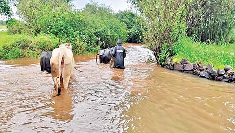 सातारा : खटाव तालुक्यात पुन्हा जोरदार पाऊस