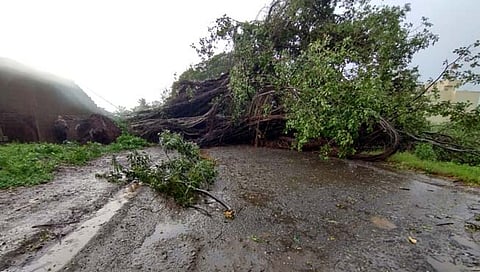 कोल्हापूर-गगनबावडा रस्त्यावर झाड कोसळले, वाहतूक ठप्प