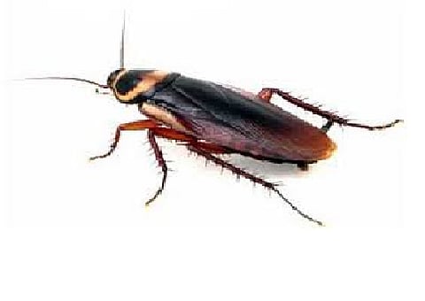 बासुंदीत झुरळ टाकून उकळली एक लाखाची खंडणी, नाशिकमधील धक्कादायक प्रकार