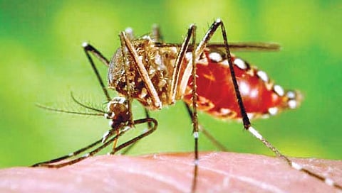 सांगली : डासांच्या डंखाने डेंग्यू, चिकुनगुनियाचा फैलाव;अडीच महिन्यात 71 जणांना बाधा