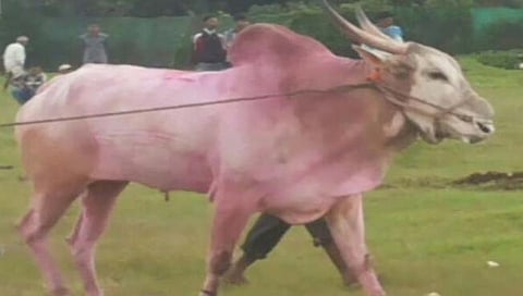 बेळगाव : ५०० शर्यती जिंकणाऱ्या ‘नाग्या’ बैलाची चटका लावणारी एक्झिट