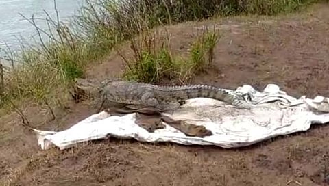 सांगली: पलूस येथील शेततळ्यात घुसलेली मगर सापडली