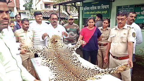 नाशिक : बिबट्याच्या अवयवांची तस्करी करणारे मोठे रॅकेट उद्ध्वस्त