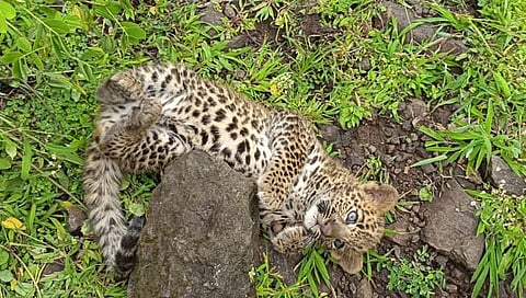 सातारा: सज्जनगडावर आढळला बिबट्याचा बछडा