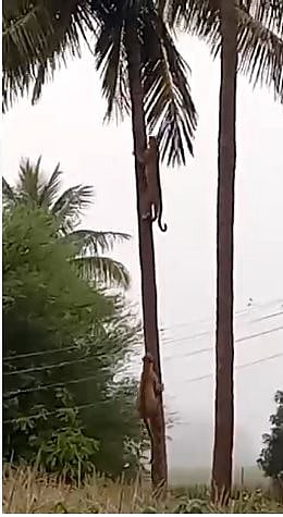 सिन्नर : नारळाच्या झाडावर चढाई करत असलेले नदी मादी बिबटे. (छाया: संदीप भोर)