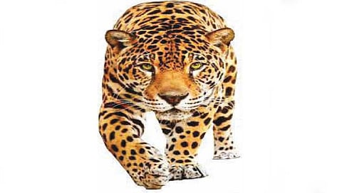 नाशिक : बिबट्याच्या हल्ल्यात पाथरे येथील तरुण जखमी