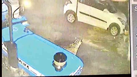 कुंदेवाडी : घराच्या आवारात सीसीटीव्हीत दिसलेला बिबट्या.