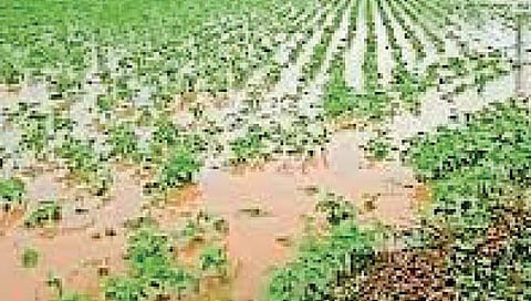 कोल्हापूर : अतिवृष्टीमुळे नुकसानभरपाईसाठी शासनाकडे दीड कोटीची मागणी