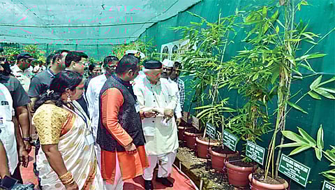 नाशिक : लाखलगाव येथील बांबू नर्सरीतील विविध वृक्षांची माहिती जाणून घेताना राज्यपाल भगतसिंह कोश्यारी. समवेत नरहरी झिरवाळ, हिरामण खोसकर, राधाकृष्ण गमे आदी. (छाया: हेमंत घोरपडे)