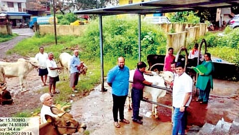 नाशिक : लम्पीने केला बागलाणमध्ये शिरकाव