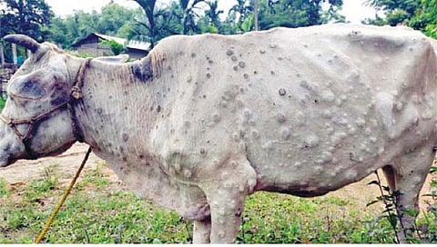 जालना : जळगाव सपकाळ येथे लम्पी स्किनचा पहिला बळी