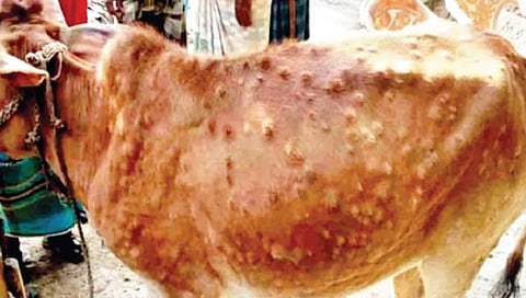 कोल्हापूर : लम्पिस्किन रोखण्यासाठी यंत्रणा एकवटली