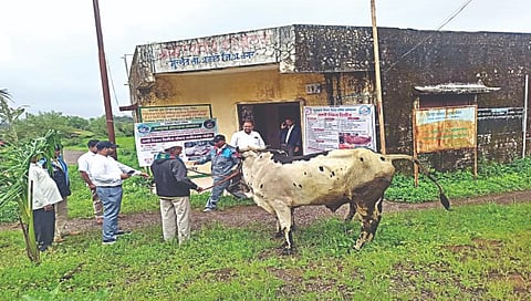 ‘लम्पी’ प्रतिबंधक लसीकरण,www.pudhari.news